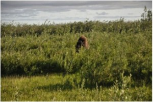 Muskox (Ovibos moschatus) grazing in the tundra close to Kytalyk (Photo: M. Schaepman, July 2013).