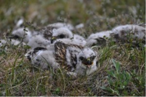 Nest with 6 chicks of rough-legged buzzards. Photo: M. Schaepman, 22 July, 2013.