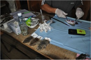 Zoologists from Yakutsk at the Ayutun site, inventorying for the first time small rodents (mice, spitzmaus (sic!) and lemming) populations in the Yakutian tundra (Photo: L. Schaepman, July 2013).
