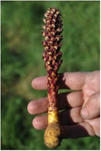 Non-photosynthesizing parasitic plant living on Alnus (Photo: M. Schaepman, July 2013).