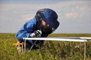 Inge Juszak busy with one of the 81 point quadrant measuring points. We note down every leaf and branch, as well as mosses or background type that the thin lowered needle is hitting at each point. Not an easy job to lean over the 1x1m grid and look through the canopy with a mosquito head-net on and hundreds of our dear friends flying around us (Photo: G. Schaepman-Strub, 9 July 2013).