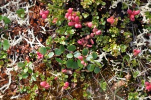 Mixed dry vegetation patch, including Betula nana, Vaccinium vitis idea, sedges, brown mosses (Photo: G. Schaepman-Strub, July 2010).