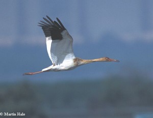 Siberian white crane in flight (Photo: Martin Hale, http://orientalbirdimages.org).