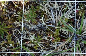 Quadrant of the grid used for determining species composition (Photo: M. Iturrate, July 2013).