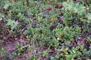 Vaccinium vitis-idea berry collection (Photo: M. Iturrate, August 2013).