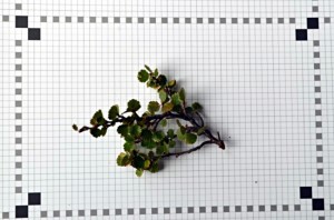 Betula nana branch from one of the ridge plots (Photo: M. Iturrate, August 2013)
