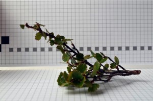 Betula nana branch from one of the ridge plots (Photo: M. Iturrate, August 2013).