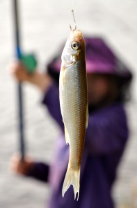 Fishing success in the Lena river (Photo: M. Schaepman, August 2013).