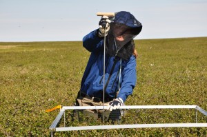 Inge Juszak, field work under any circumstances (Photo: G. Schaepman-Strub, July 2013).