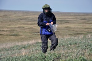 Olga Khitun, never resting to get all (!) species determined (Photo: G. Schaepman-Strub, July 2013).