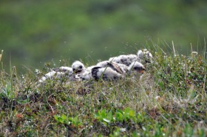 Fantasitc nature and wildlife (Photo: M. Schaepman, July 2013).